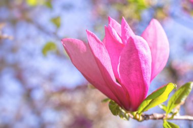 Manolya bahar şirin rengi. makro. arka plan bahar. metin için yer