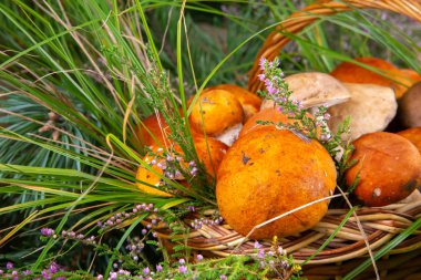 Orman mantarları sepette. Beyaz mantarlar. Mantarlı ve orman yapraklı sonbahar arkaplanı. metin için yer.