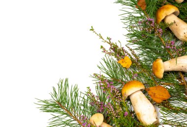 Sepetteki orman mantarları. Beyaz mantarlar. Sonbahar arkaplanı, beyaz arka planda mantarlar ve orman yaprakları. metin için yer.