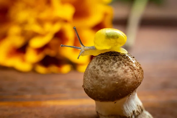 Un petit escargot jaune sur la feuille d'automne. macro — Photo