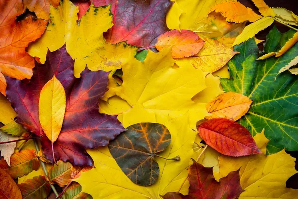 Fond automnal de feuilles jaunes et colorées , Image En Vente