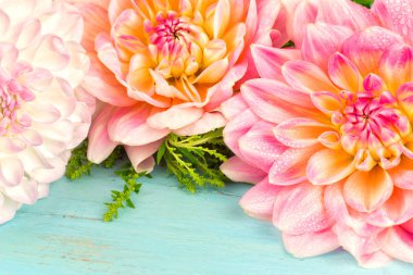 hafif pembe dahlias, makro. metin için yer