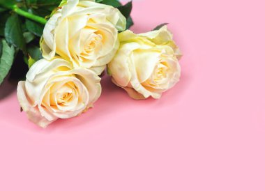 pembe bir arka plan üzerinde güzel beyaz güller. metin için yer. üst görünüm arka plan