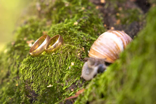 Alianças de casamento recém-casados na natureza, deite-se no musgo ao lado do caracol . — Fotografia de Stock