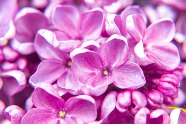 pembe arka planda güzel koyu mor taze lila makro, mor arka plan, bahar arka plan, metin için yer, üst görünüm