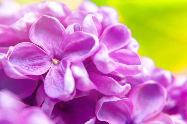 Vacker mörk lila färsk lila makro på en rosa bakgrund, violett bakgrund, fjäder bakgrund, plats för text, uppifrån — Stockfoto