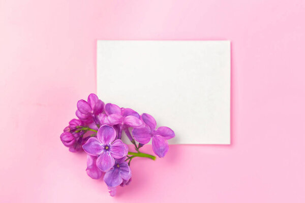 beautiful dark purple fresh lilac on the pink background, purple background, place for text, top view