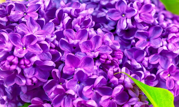 Vacker mörk lila fräsch lila på rosa bakgrund, lila bakgrund, plats för text, uppifrån — Stockfoto