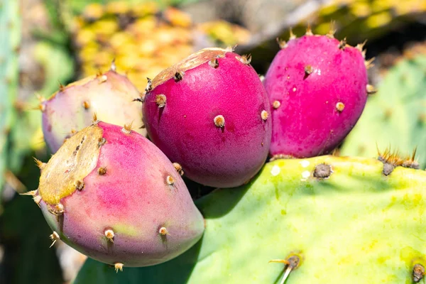 Prickly pear of Opuncy in Californië rust op de hellingen van de droge heuvels — Stockfoto