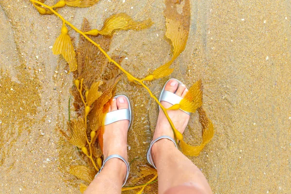 Jaune belle algue sur la plage en Californie. algues dans le sable . — Photo