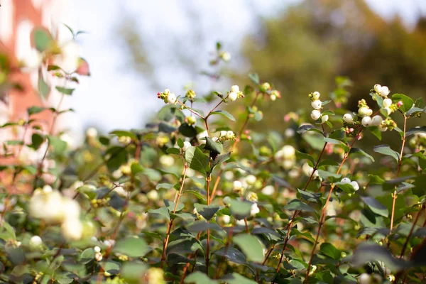 Symphoricarpos albus plante avec des baies blanches. place pour le texte — Photo