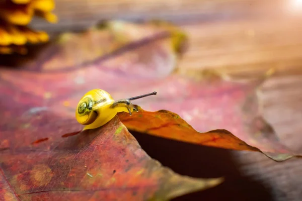Un petit escargot jaune sur la feuille d'automne. macro — Photo