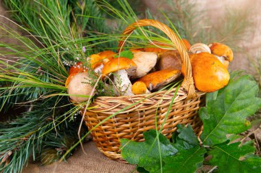 Orman mantarları sepette. Beyaz mantarlar. Mantarlı ve orman yapraklı sonbahar arkaplanı. metin için yer.