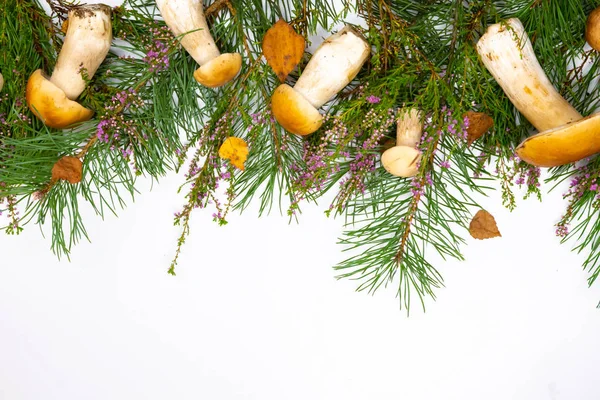 Forest mushrooms in a basket. White mushrooms. Autumn background with mushrooms and forest foliage on a white background. place for text. — Stock Photo, Image