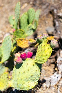 Kaliforniya 'da Prickly armut veya Opuncy Kuru tepeler yamaçlarında dayanır