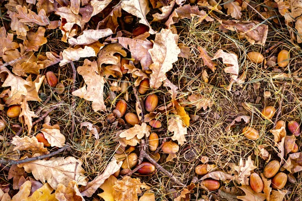 Autumn background of yellow and colored leaves, cones and nuts. place for text. — Stock Photo, Image