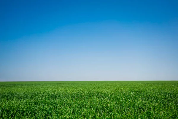 Green Spring Field Blue Sky Background — Stock Photo, Image