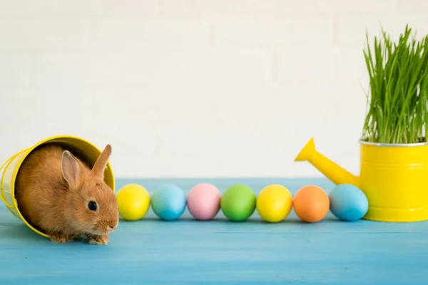 Paashaas Mandje Met Eitjes Lente Feestdagen Concept — Stockfoto