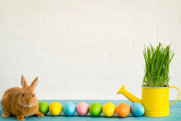 Paashaas Rij Van Kleurrijke Eieren Door Gieter — Stockfoto