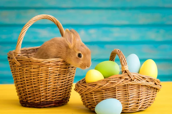 复活节兔子和鸡蛋篮 春假概念 — 图库照片