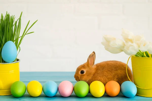 Paskalya Tavşanı Sepet Yumurta Bahar Tatil Kavramı — Stok fotoğraf