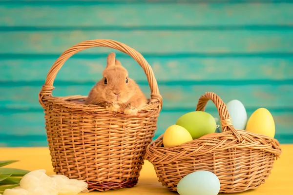 复活节兔子和鸡蛋篮 春假概念 — 图库照片