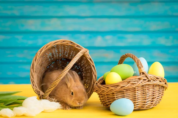 Paashaas Mandje Met Eitjes Lente Feestdagen Concept — Stockfoto