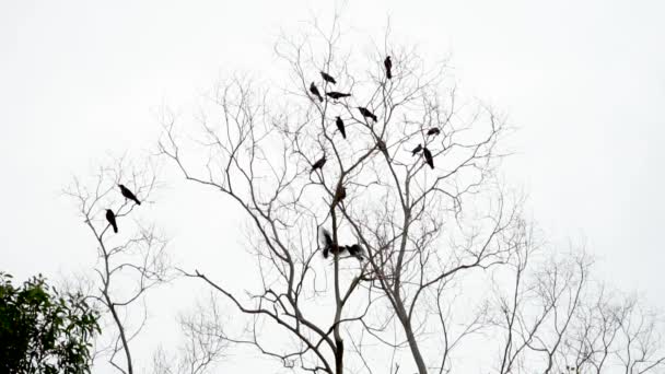 Coronando Árbol — Vídeos de Stock