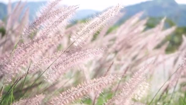 自然の背景 夏の太陽の背景に草の花 — ストック動画