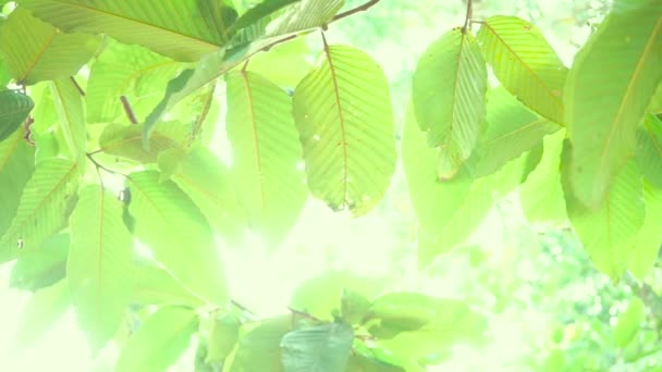 Natur Bakgrund Närbild Blad Grön Träd Bakgrund — Stockvideo