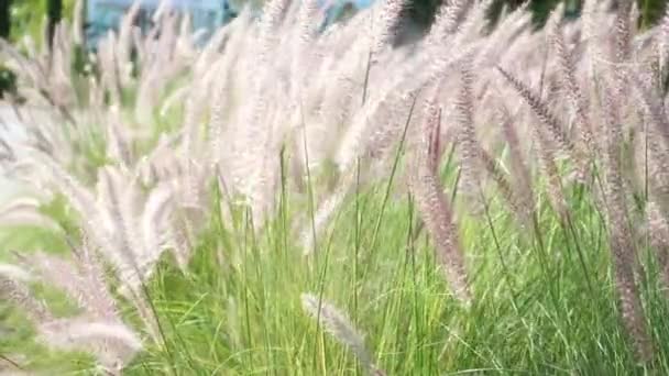 Natuur Achtergrond Gras Bloem Tuin Zomer — Stockvideo