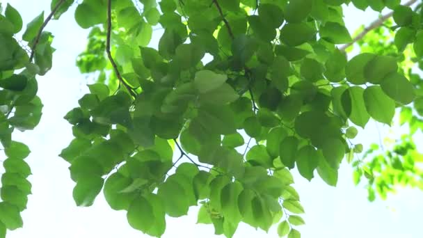 自然关闭绿叶树纹理作为背景 Uhd 视频剪辑 — 图库视频影像