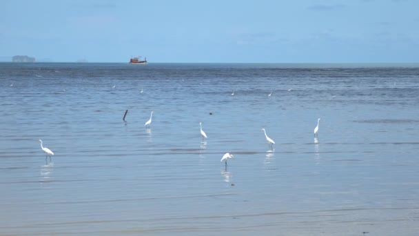 Pelikane Ernähren Sich Der Küste Uhd Video Clip — Stockvideo