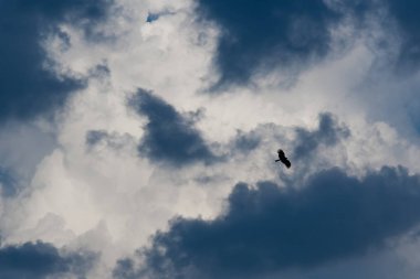 Gök gürültülü fırtınadan önce