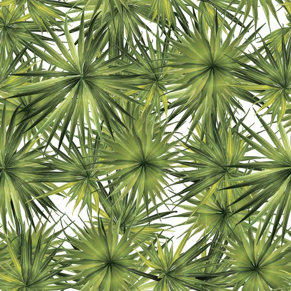 Palm Monstera Seamless modeli. 