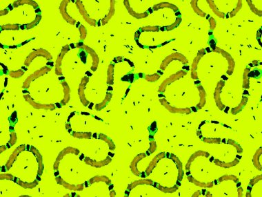 Yılan kusursuz desen.