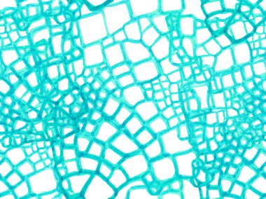 Timsah Kusursuz Desen.