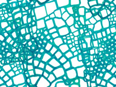 Timsah Kusursuz Desen.