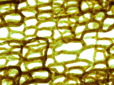 Timsah Kusursuz Desen.