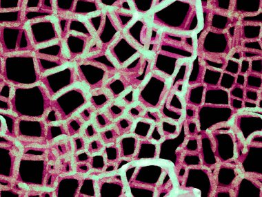 Timsah Kusursuz Desen.