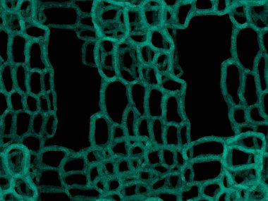 Timsah Kusursuz Desen.