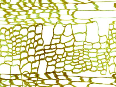 Timsah Kusursuz Desen.