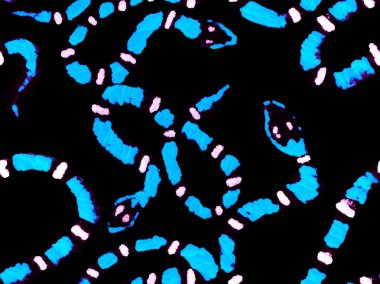 Yılan kusursuz desen.