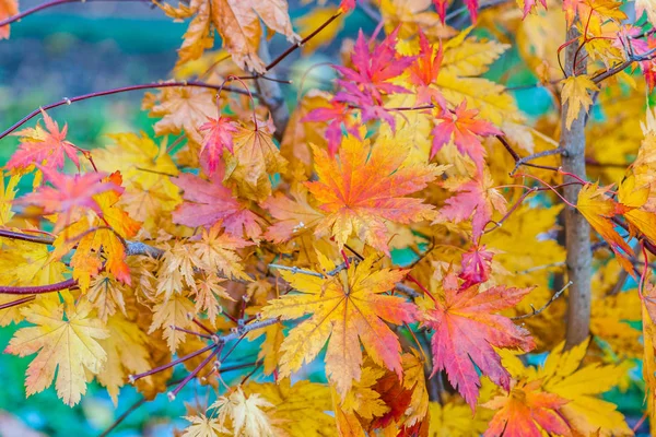 Colorful leaves of a Japanese maple tree in golden autumn season. Stylized photography, vibrant colors. Beauty of fall season