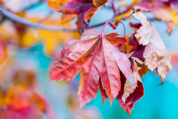 Colorful leaves of a Japanese maple tree in golden autumn season. Stylized photography, vibrant colors. Beauty of fall season