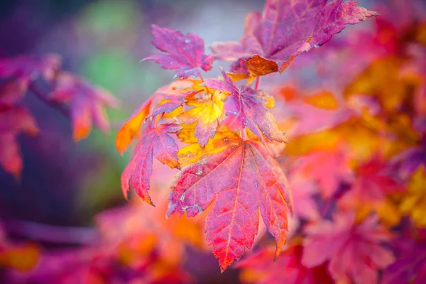 Colorful leaves of a Japanese maple tree in golden autumn season. Stylized photography, vibrant colors. Beauty of fall season