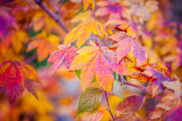 Colorful leaves of a Japanese maple tree in golden autumn season. Stylized photography, vibrant colors. Beauty of fall season