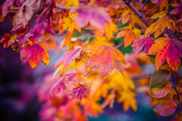 Colorful leaves of a Japanese maple tree in golden autumn season. Stylized photography, vibrant colors. Beauty of fall season