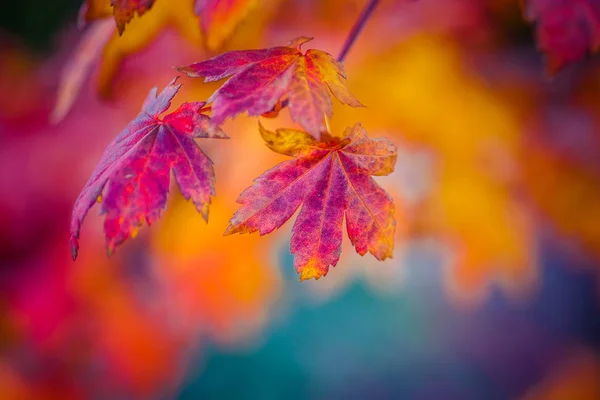 Colorful leaves of a Japanese maple tree in golden autumn season. Stylized photography, vibrant colors. Beauty of fall season