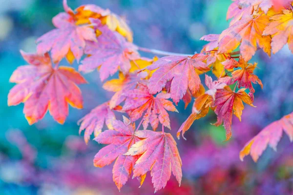 Colorful leaves of a Japanese maple tree in golden autumn season. Stylized photography, vibrant colors. Beauty of fall season
